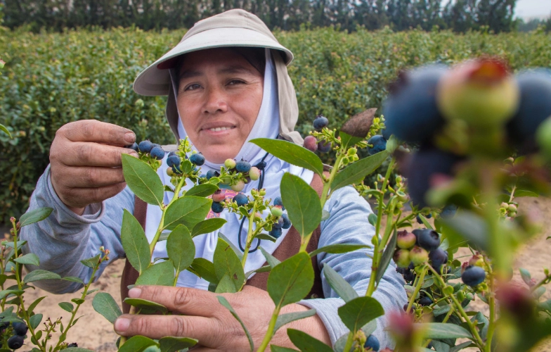 quienes somos camposol